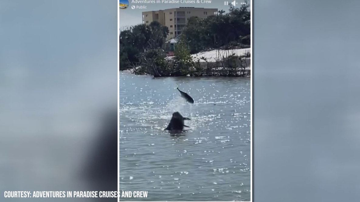 Dolphin tosses around fish in Florida